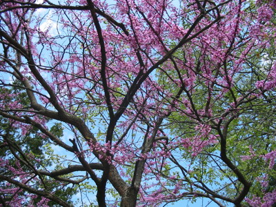Click here to view at full resolution.