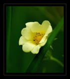 Yellow Wood-sorrel by gerryp, Photography->Flowers gallery