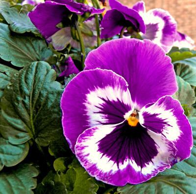 Click here to view at full resolution.