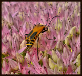 Bugged! by amishy, photography->insects/spiders gallery