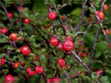 Cranberry Cottoneaster by trixxie17, photography->nature gallery