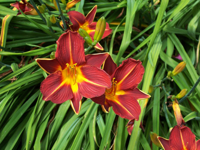 Click here to view at full resolution.