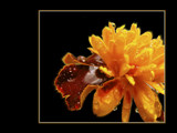 Glowing Tagetes by MarianaEwa, Photography->Flowers gallery