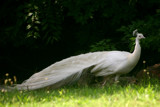 The Albino Peacock by Allee, Photography->Birds gallery