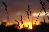 Silhouettes of Grain by imbusion, photography->sunset/rise gallery