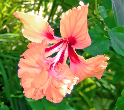 Click here to view at full resolution.