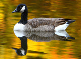 Autumn Goose by legster69, Photography->Birds gallery