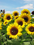 Sunflowers by luckyshot, Photography->Flowers gallery