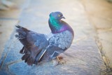 Colorful Dove by krutipatel, photography->birds gallery
