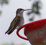 Taking a Break by dvshafer, photography->birds gallery