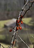 a bright spot on a winter day. by nanadoo, photography->landscape gallery