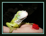 yummmmm.... by Rebeleka, Photography->Reptiles/amphibians gallery