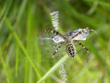 Damsel in Distress by od0man, photography->insects/spiders gallery