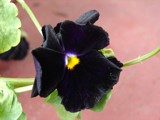 Black Pansy by lilkittees, Photography->Flowers gallery