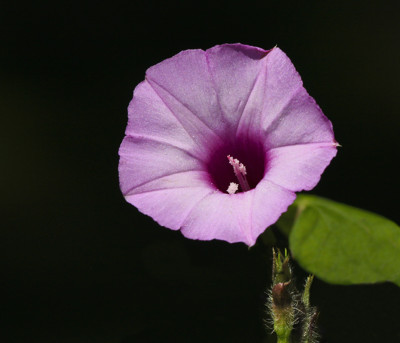 Click here to view at full resolution.