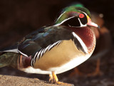 Wood Duck by rahto, Photography->Birds gallery