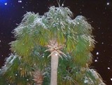 Palmetto Snow by Mvillian, Photography->Nature gallery