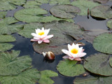 Two And A Half Lillies by Novice, Photography->General gallery