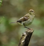 Chiffchaff by biffobear, photography->birds gallery