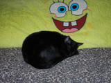 Kitty cat spongebob fan by Krissy420, Photography->Animals gallery