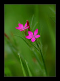 Wildflower 1 by gerryp, Photography->Flowers gallery