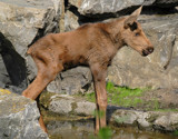 Mini Moose by Paul_Gerritsen, Photography->Animals gallery