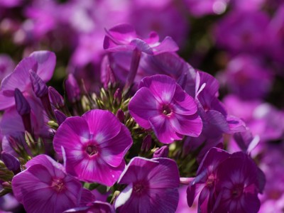 Click here to view at full resolution.