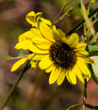 Wild Sunflower by Pistos, photography->flowers gallery