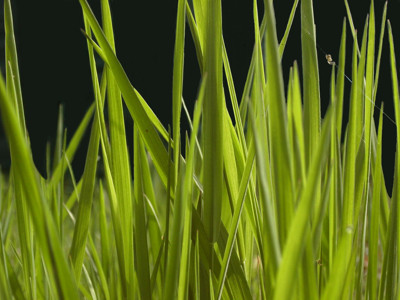 Click here to view at full resolution.