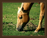 Evening Dining by PamParson, Photography->Animals gallery