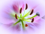 Lily The Pink by LynEve, photography->flowers gallery