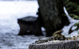 Another Squirrel by Eubeen, photography->animals gallery