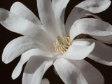 Magnolia by Paul_Gerritsen, Photography->Flowers gallery