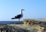 Point Loma Gull 2 by mcfallsr1, Photography->Birds gallery