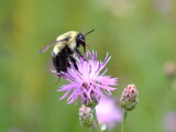 Bee Pink by Tomeast, photography->macro gallery