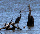 Heron by Pistos, photography->birds gallery