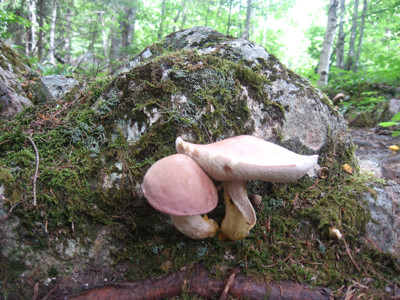 Click here to view at full resolution.