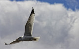 Gull by tweir, Photography->Birds gallery