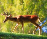 The Dejected Stag......albeit a Magnificent One! by nanadoo, photography->animals gallery