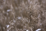 A reed's flower in winter by Mauntnbeika, Photography->Nature gallery