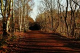 The Old Track by biffobear, photography->landscape gallery