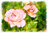 Painted Roses by LynEve, photography->manipulation gallery