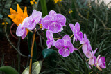 Orchids by Pistos, photography->flowers gallery