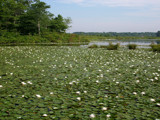 Lily field by Tomeast, Photography->Nature gallery