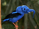 Blue elebird by Junglegeorge, Photography->Manipulation gallery