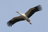 A Stork in my home town by Paul_Gerritsen, Photography->Birds gallery