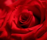 Soft Romance by Tinytoes87, photography->flowers gallery