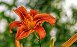 The Glorious New River Lily.. by nanadoo, photography->flowers gallery