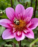 Dahlia Bloom by tigger3, photography->flowers gallery