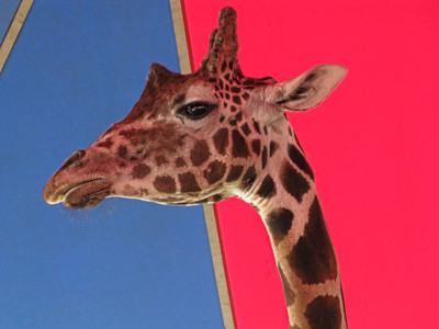 Click here to view at full resolution.